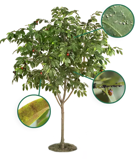 Exemplos de doenças nas árvores